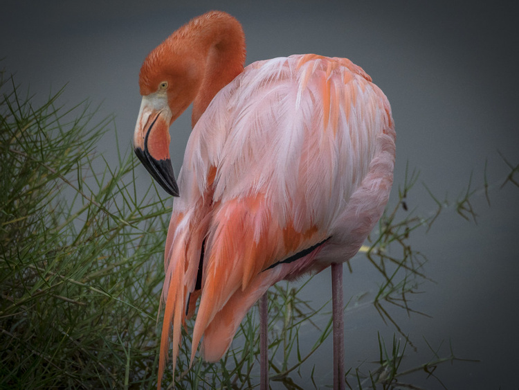 Wetlands Tour of Isabela Island  photo